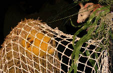 Der L�we und die Maus